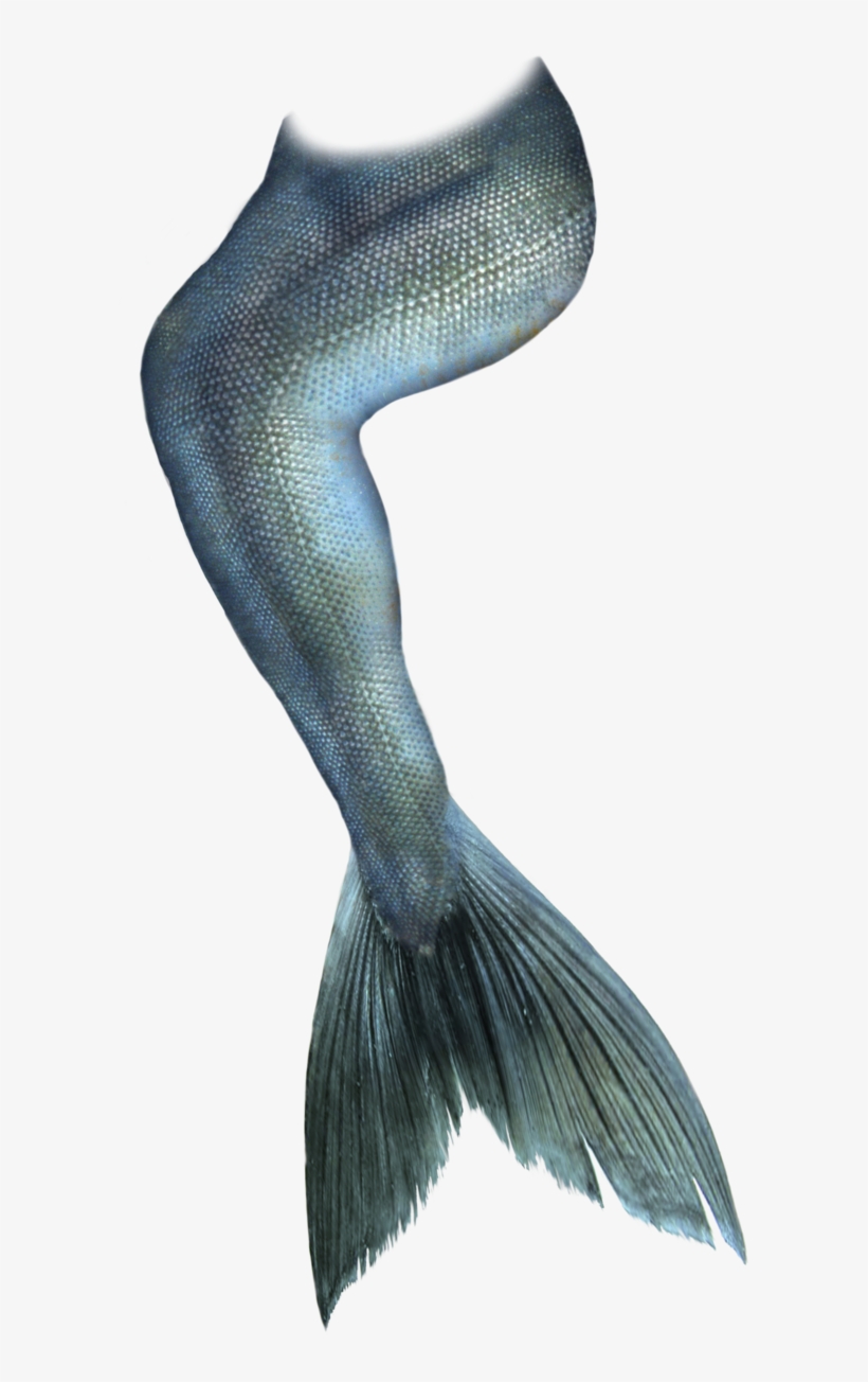 Share This Article - Realistic Mermaid Tail Png, transparent png download