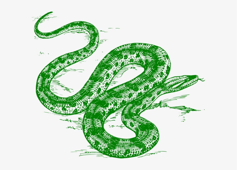 Green Anaconda Clip Art At Clker - Cafepress Anaconda Snake Queen Duvet, transparent png download