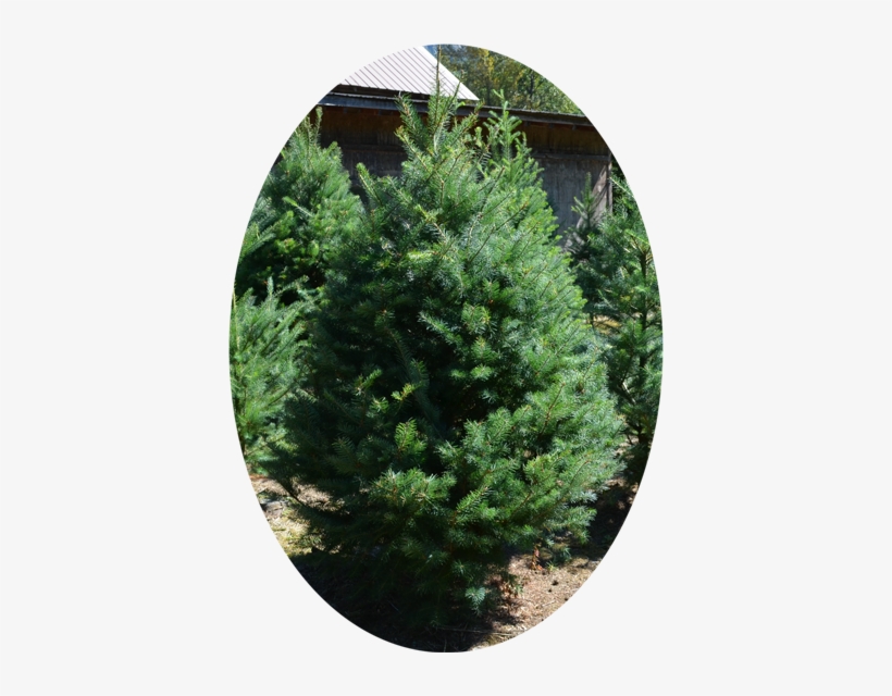 Douglas Fir - Shortstraw Pine, transparent png download