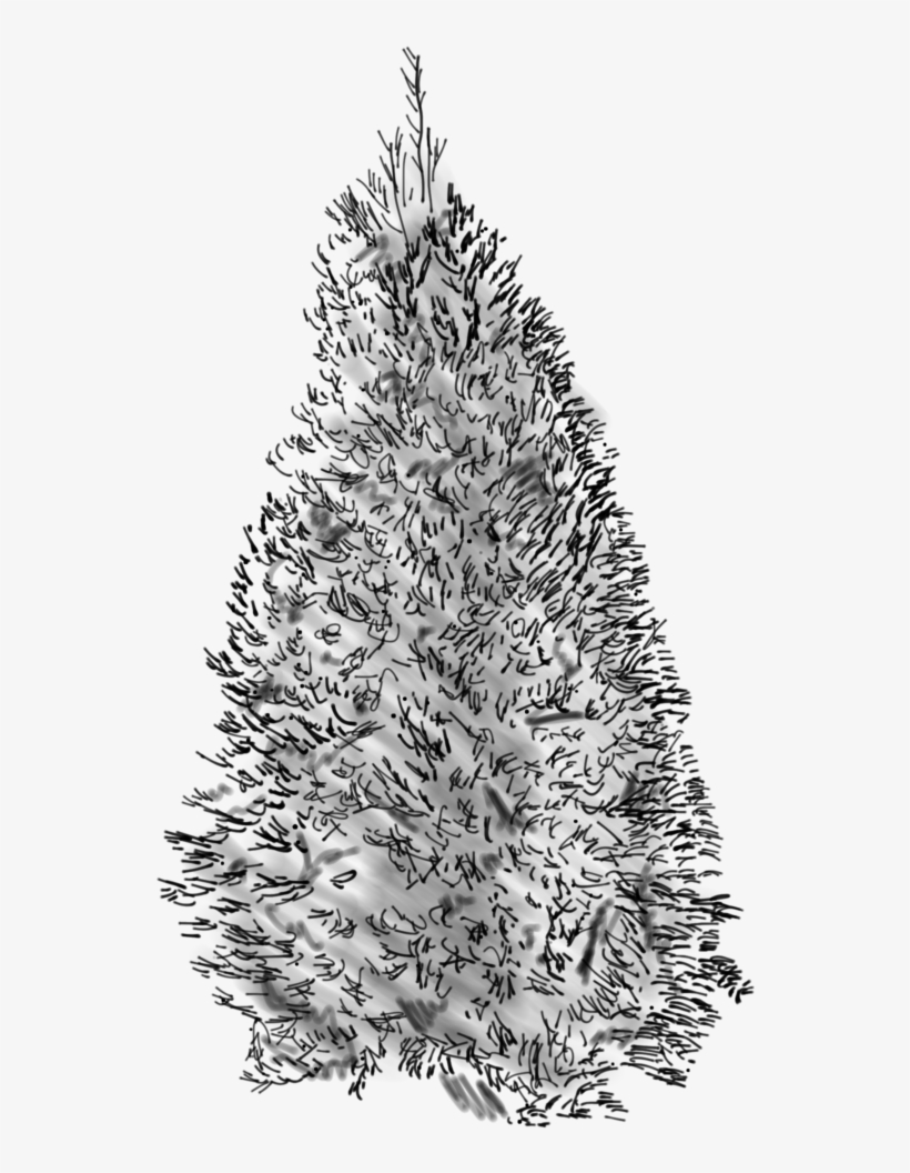 Douglass Fir Sketch - Fir, transparent png download