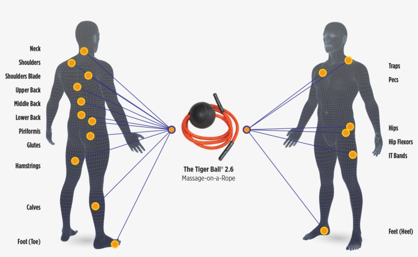 Work Best For Self-massaging On Hard To Reach Muscles - Tiger Tail Tiger Ball - Massage On A Rope, transparent png download