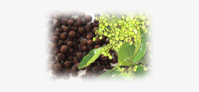 Esta Pimienta Inglesa Es La Baya Parda, De Tamaño Mediano, - Arbol Pimienta De Jamaica, transparent png download