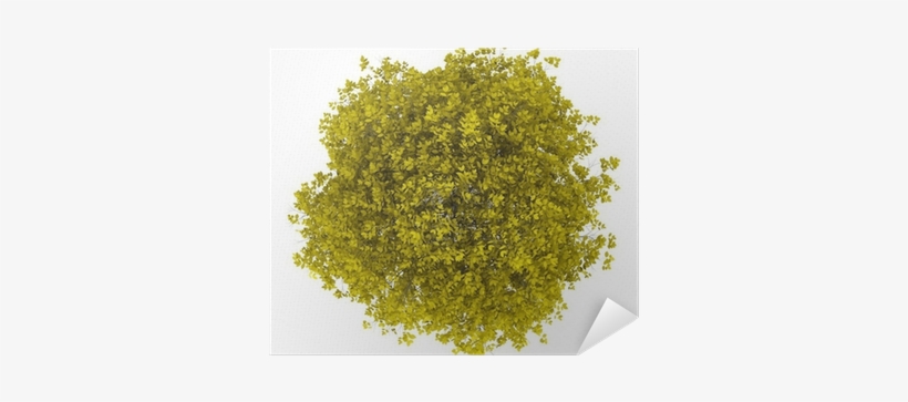 Top View Of Fall Hornbeam Tree Isolated On White Background - Top View Png Fall Tree, transparent png download
