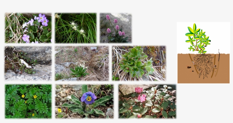 Top Left To Bottom Right - Lilac Hibiscus, transparent png download