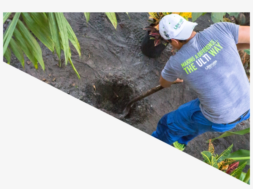 Ultimate Employees Participate In The Annual Making - Grass, transparent png download