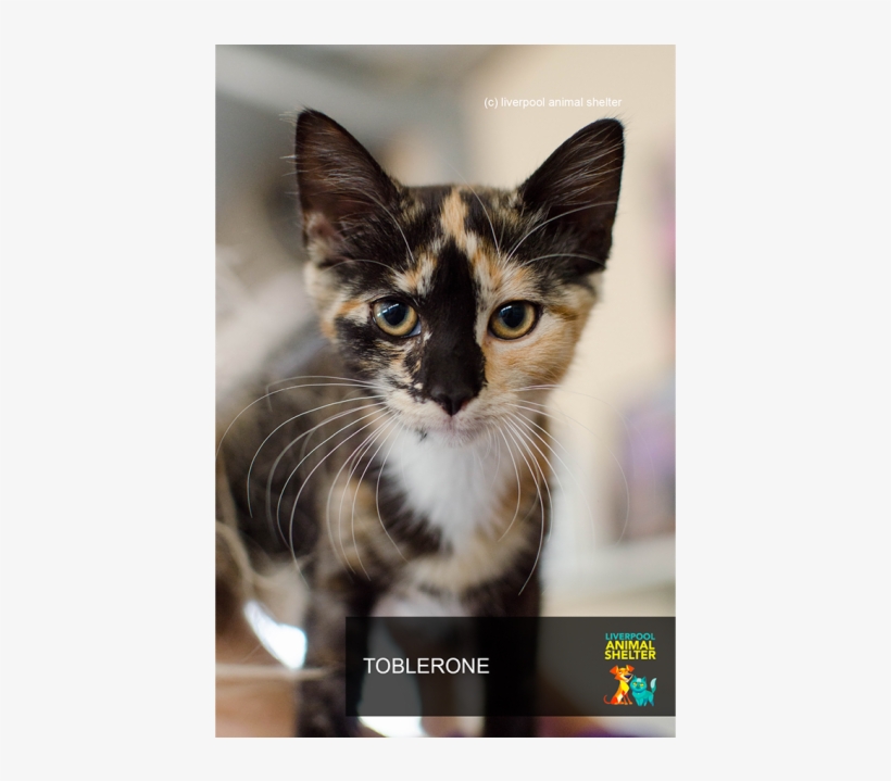 Photo Of Toblerone - Domestic Short-haired Cat, transparent png download