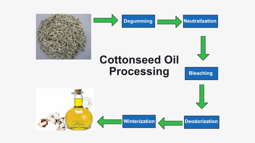 Cottonseed Oil Processing Graphic - Cottonseed Meal, transparent png download