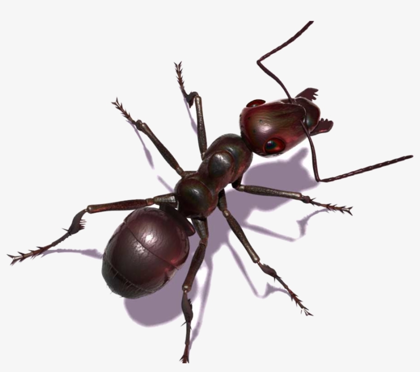 Qué Tipo De Plagas Solucionamos - Hormigas En 3d, transparent png download