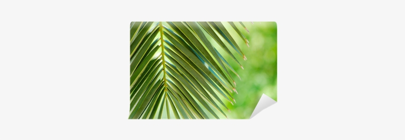 Palmera Tropical, transparent png download