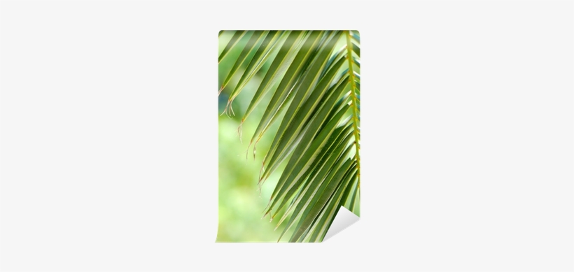 Hoja De Palmera - Palmera Tropical, transparent png download