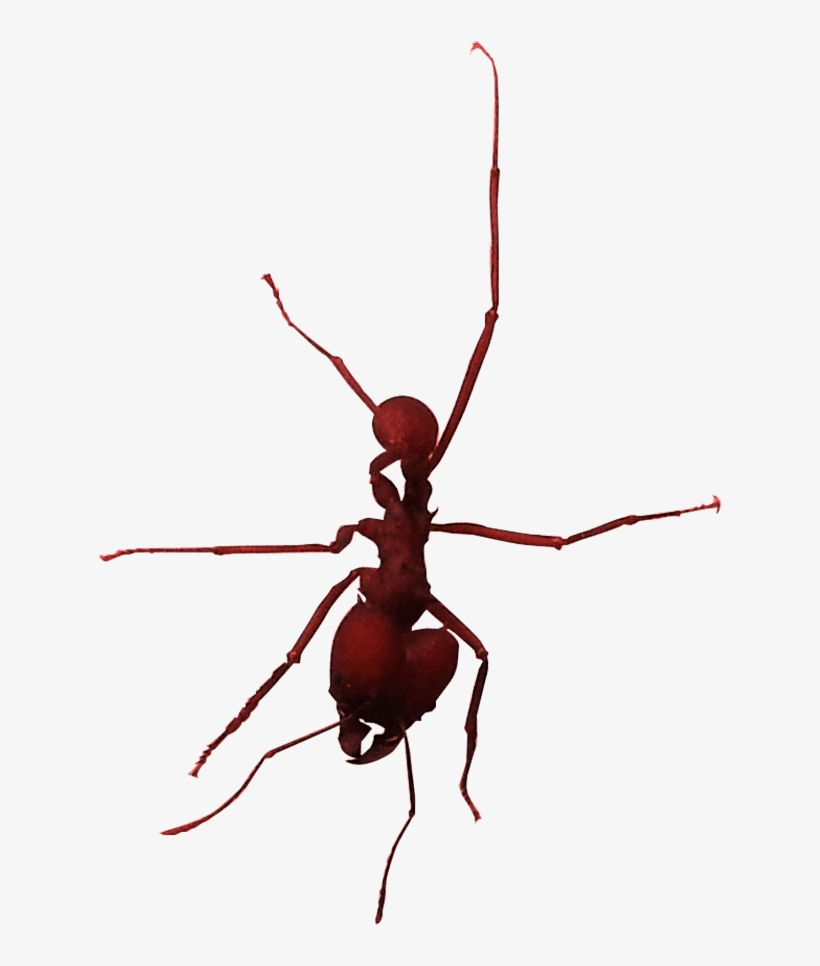 Hormiga - Longhorn Beetle, transparent png download