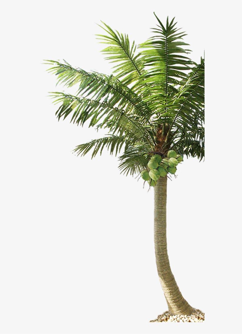 Hacienda Iguana - Palm Tree, transparent png download