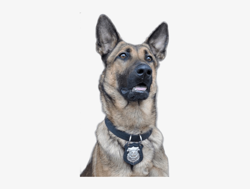 Citizens Police Academy Spring - Old German Shepherd Dog, transparent png download