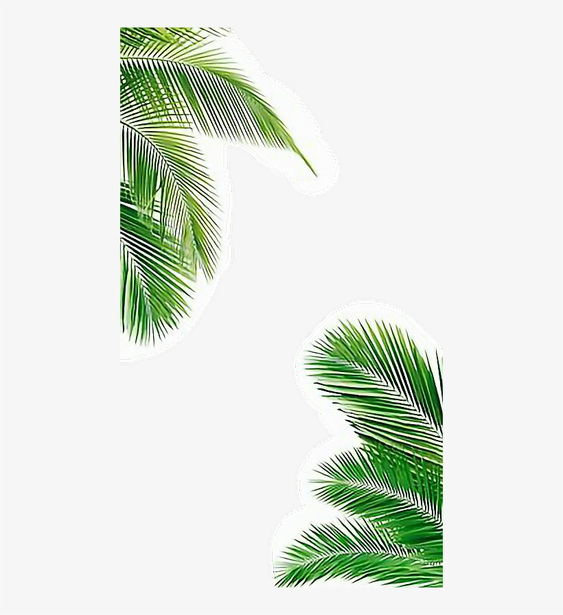 Report Abuse - Palm Tree Iphone Background, transparent png download