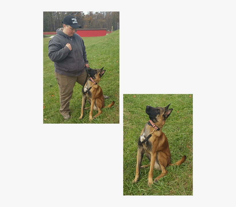 K9 Teams Bolo - Old German Shepherd Dog, transparent png download