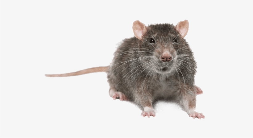 Rat - Rat Sale, transparent png download