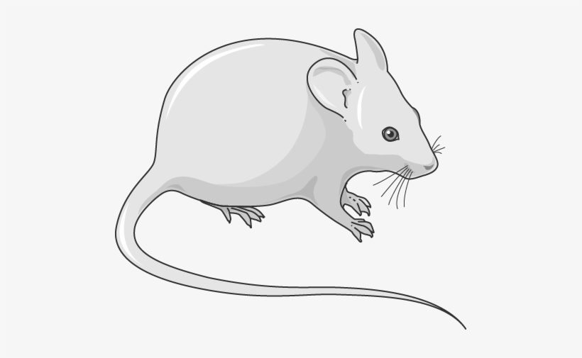 Download The Image - Rat, transparent png download
