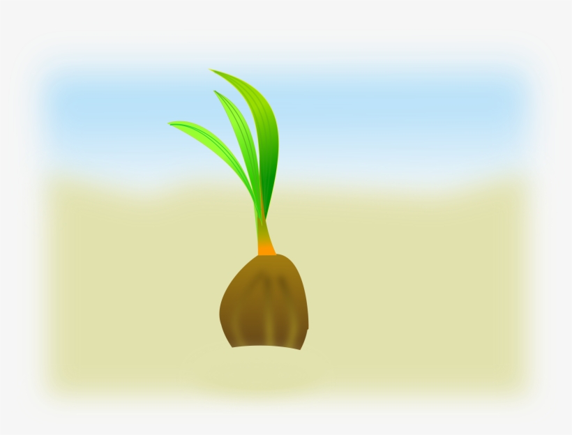 Big Image - Germination Of Seed Animation, transparent png download