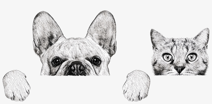 Pet, transparent png download