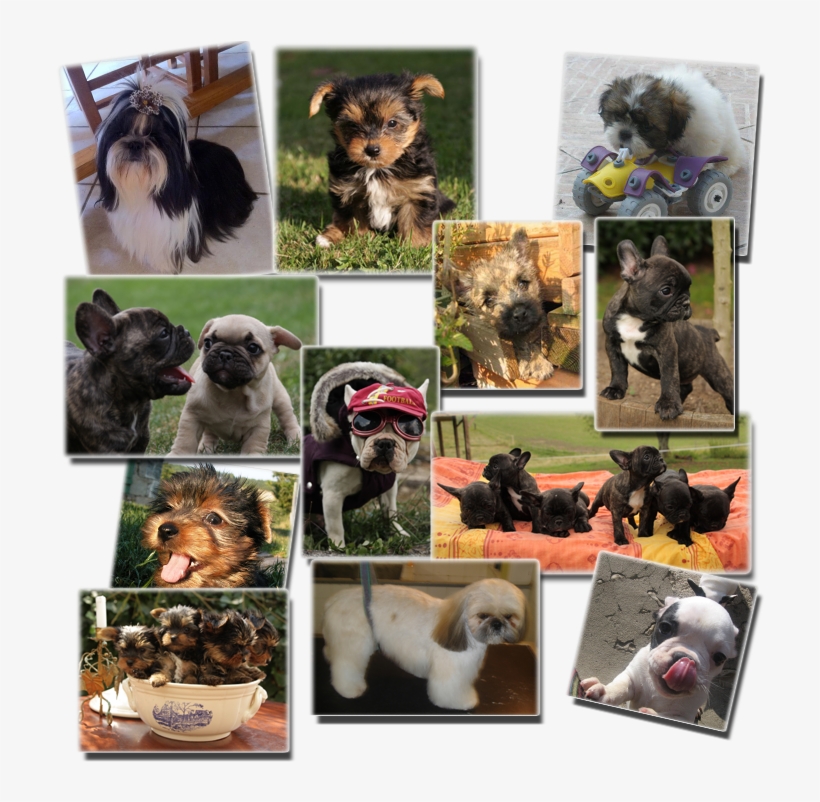 Pet Shop Chiens - Companion Dog, transparent png download