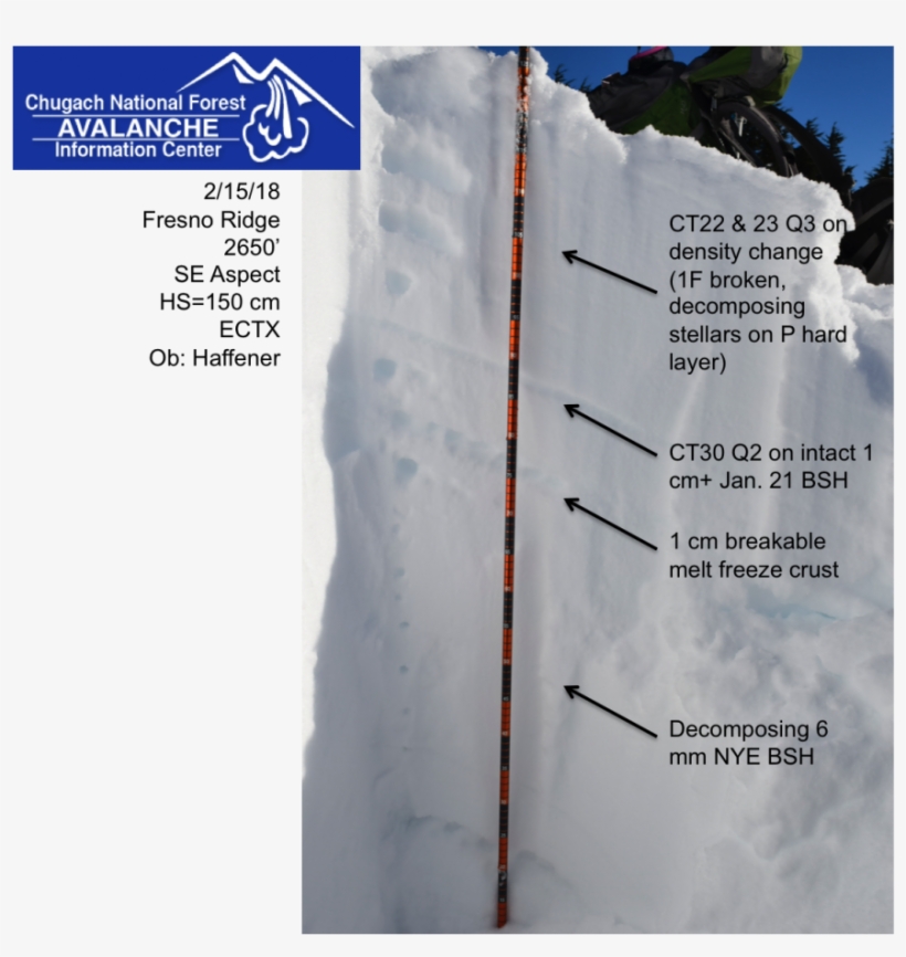 21 And Nye Bsh At 2nd Snow Pit At 2650' - Tree, transparent png download