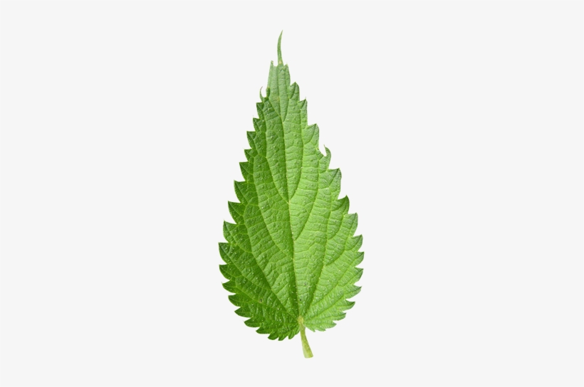 Nettle Natural Skincare - Royalty-free, transparent png download