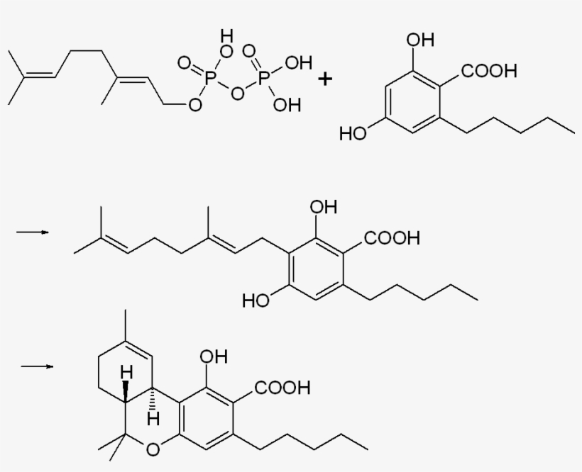 Thc-cooh Biosynthesis - 四 氫 大麻 酚, transparent png download