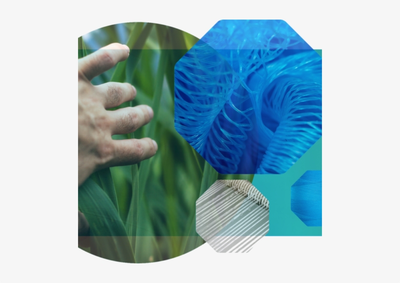 22 Nov - Hierba De La Justicia, transparent png download