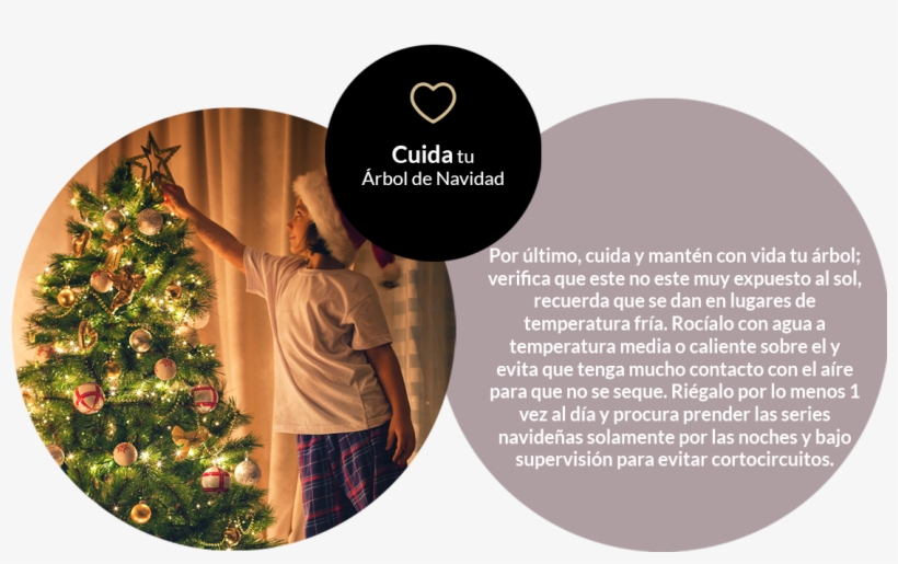 Por Último, Cuida Y Mantén Con Vida Tu Árbol - Christmas Tree, transparent png download