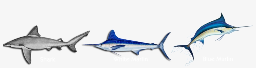 Tuna, White Marlin, Blue Marlin, Mahi Mahi, Wahoo Oct - Hobby Vinyl Decal Marlin Doors Doors Hobby Decor (14, transparent png download