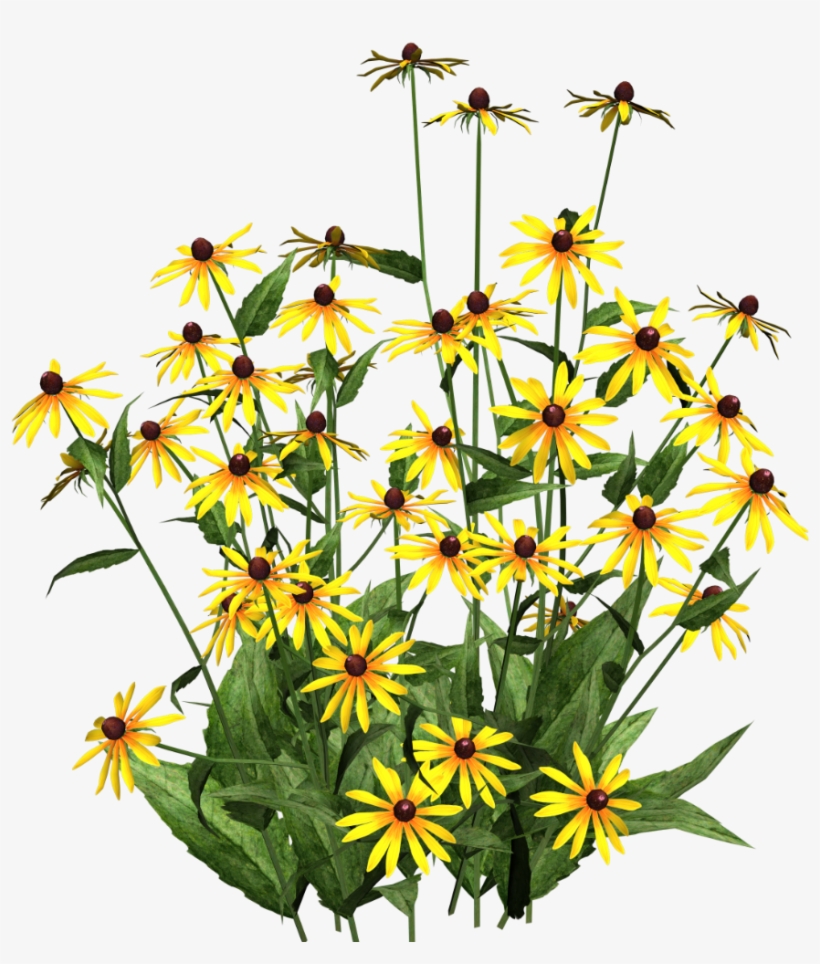 Daffodils, Poplar, Blackeyed Susans - Dessin Jardin Fleuri, transparent png download