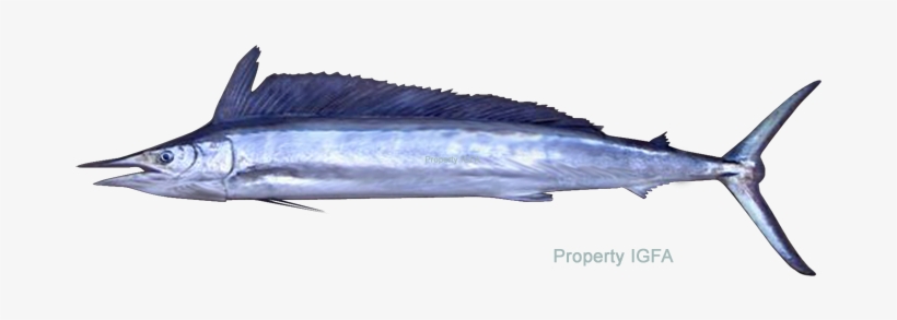 Current All Tackle Record - Spear Fish, transparent png download