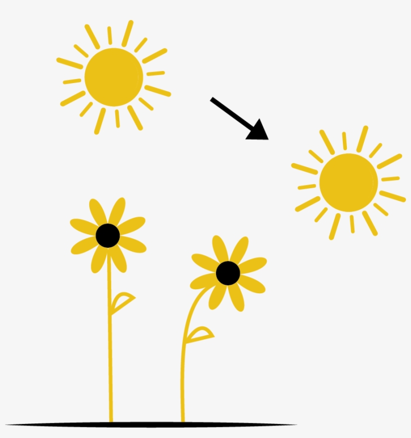 The Heliotropic Effect Is The Tendency For All Living - Leadership, transparent png download