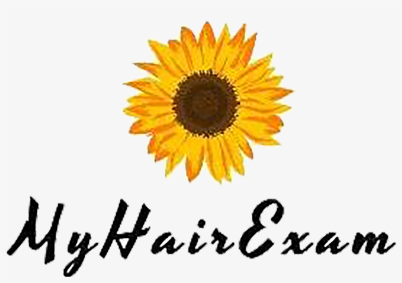 My Hair Exam - Hair, transparent png download