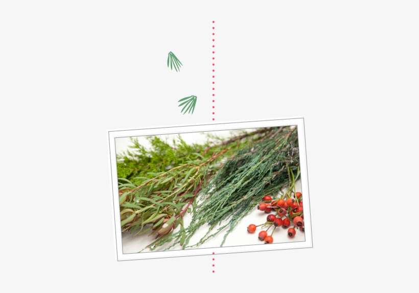 Process The Plants Into Usable Sizes - Grass, transparent png download