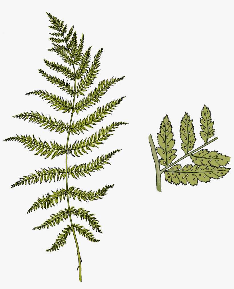 Ferns - Pond Pine, transparent png download