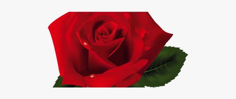 Rosas Vermelhas Png - Clipart Roses Png, transparent png download