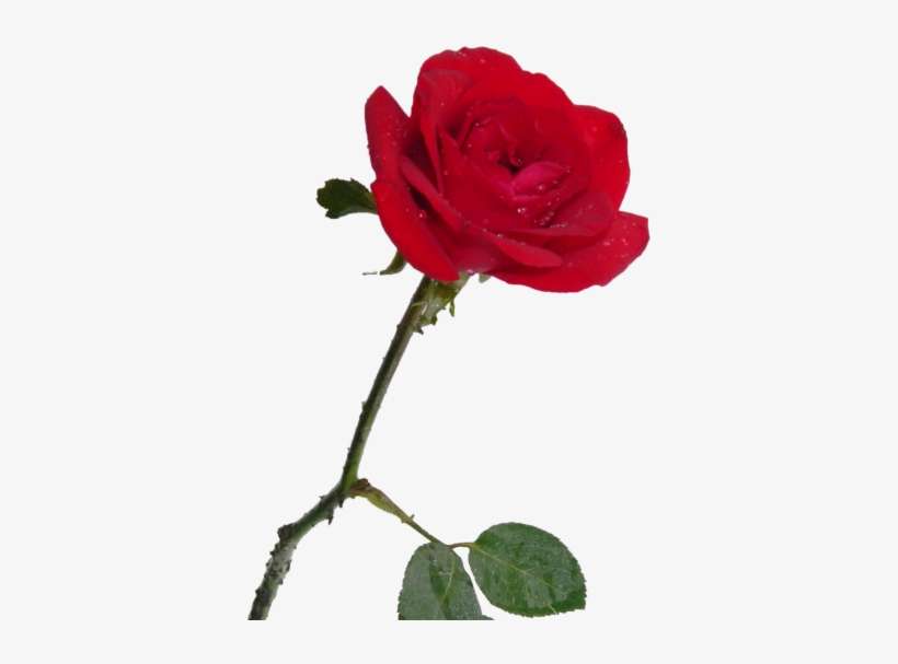 Rosa Vermelha - Avulso - Unidade - Imagens De Rosa Vermelha PNG Image |  Transparent PNG Free Download on SeekPNG