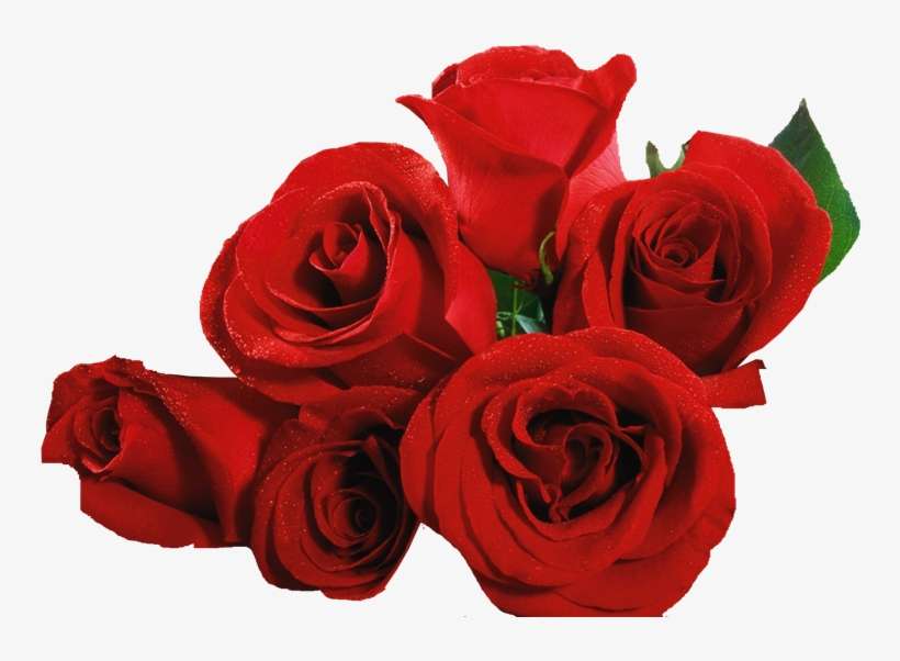 Shop Now - Callaway Gardens, transparent png download