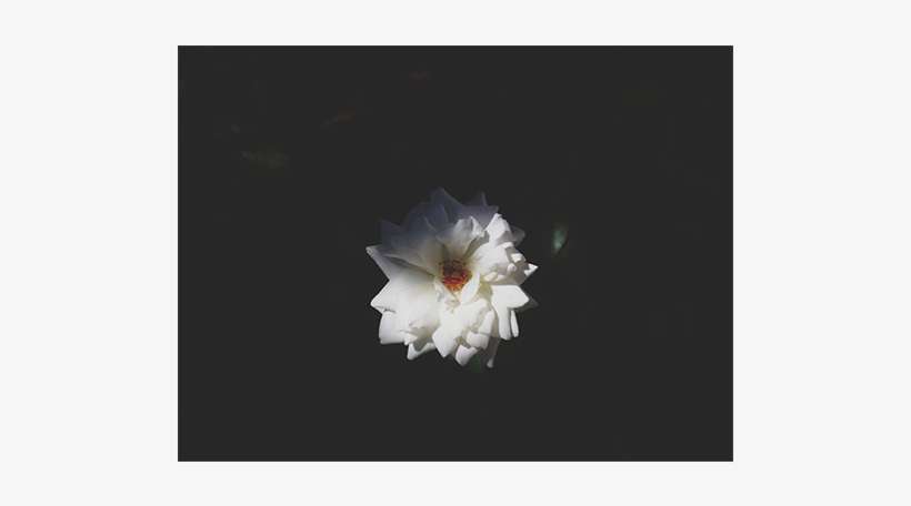 Etiquette And Expressions When Words Aren't Enough - Virgo, transparent png download