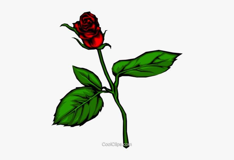 Rosa Vermelha Livre De Direitos Vetores Clip Art Ilustração - Captivated By Love: Sharing And Enhancing Sexuality, transparent png download