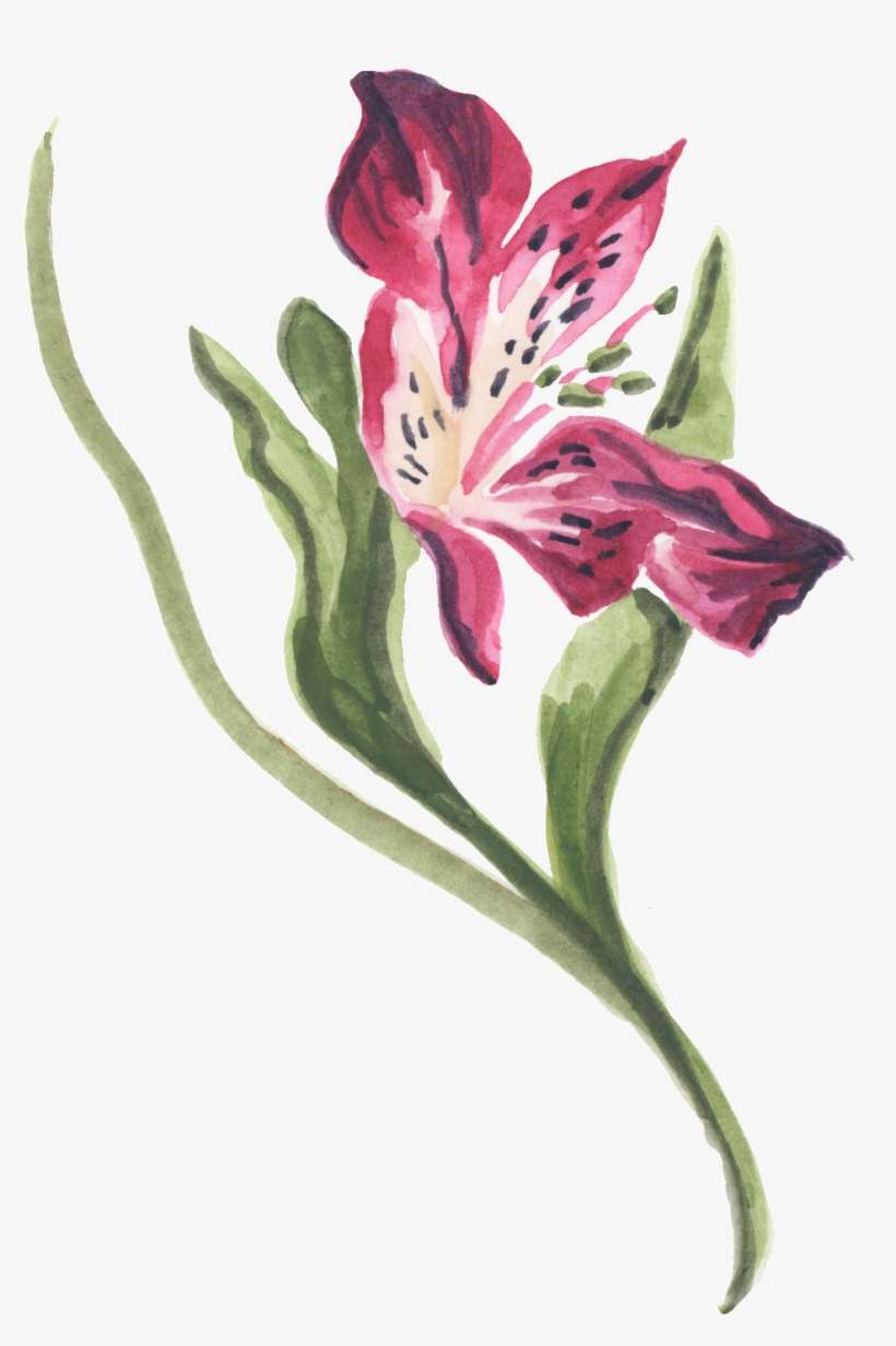 Png De Ornamentação De Cor De Rosa Vermelha - Watercolor Painting, transparent png download