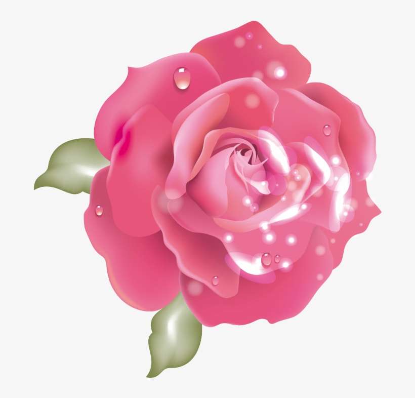 Cheap Rosa With Rosa - Rosa Home, transparent png download