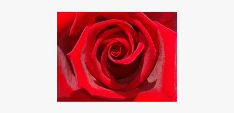 Red Rose Flowers, transparent png download