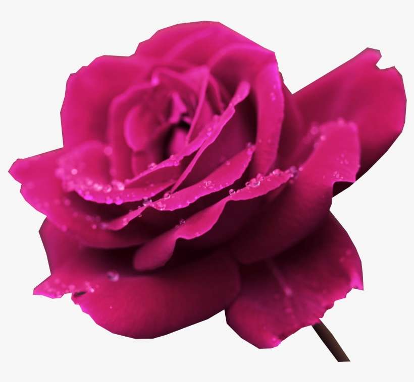Garden Roses, transparent png download
