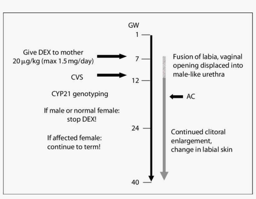 Protocol For Prenatal Treatment Of Cah - Diagram, transparent png download