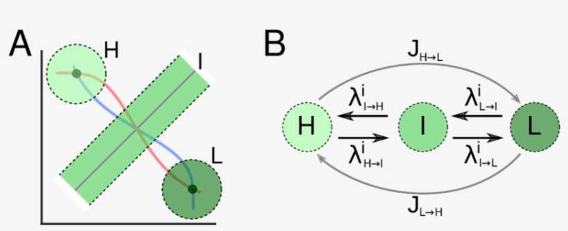 3 States Model For The Co Repressive Toggle Switch - Diagram, transparent png download