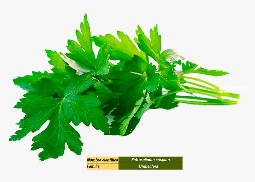 Considerado Como Condimento, Se Cultiva Por Sus Hojas, - Remedio Para Aliviar El Dolor De Muela Casero, transparent png download