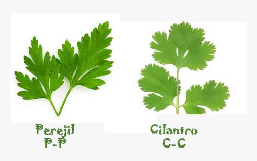 Cilantro, Red, Food And Drink, Healthy Lunches, Recipes, - Zazzle Dual Control Freak Key Ring, transparent png download