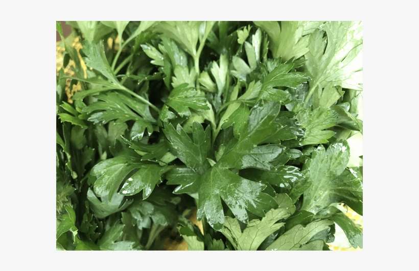Perejil - Parsley, transparent png download